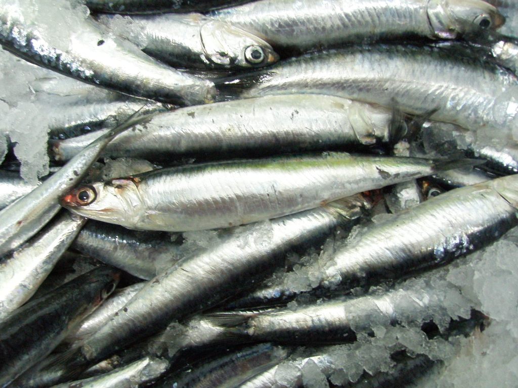 Boqueron Entero (G) 10x1kg