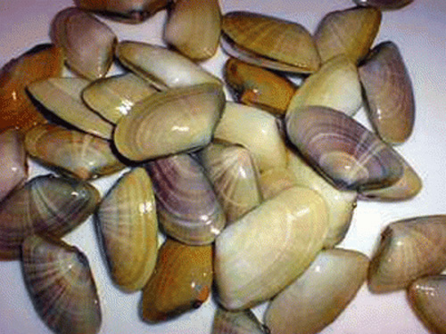 Tallarina (Coquina) Escaldada Turca 12x250g