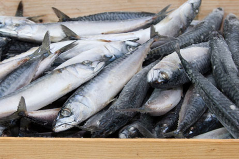 Sardina Entera 30-35 6x1kg
