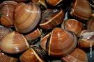 Almeja Marron 12-16 g/pz (60-80) 6x1kg