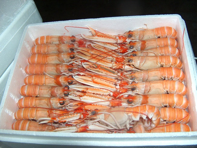 Cigala Escocia 17-25 g/pz (Grillo) (40-60) 4x2kg