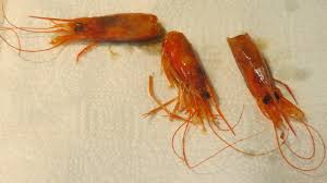 Gamba Cabezas Alistada Cong +-1kg aprox [vta/unidad]