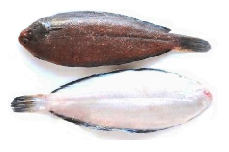 Lenguado Holanda 120-180 g/pz (H5) 5kg