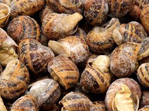 (E) Caracol Bover Oro +24   8x1kg