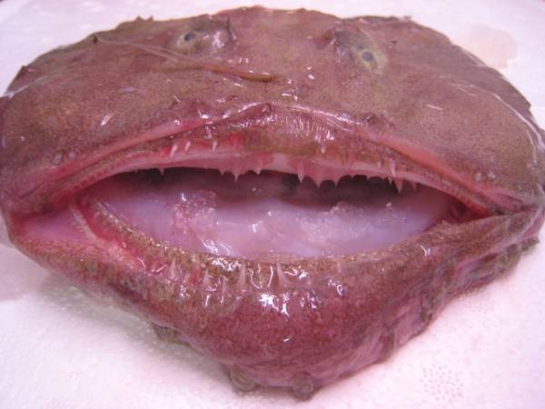 Rape Cabeza 8kg