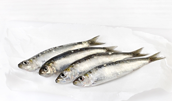 Sardina (G)