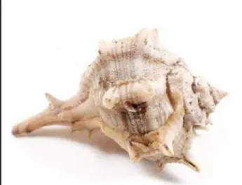 Caracol (Cañailla) G