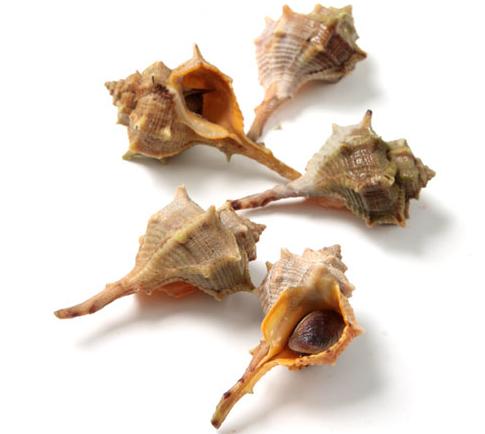 Cañaillas Italiana Medianas Fresco *