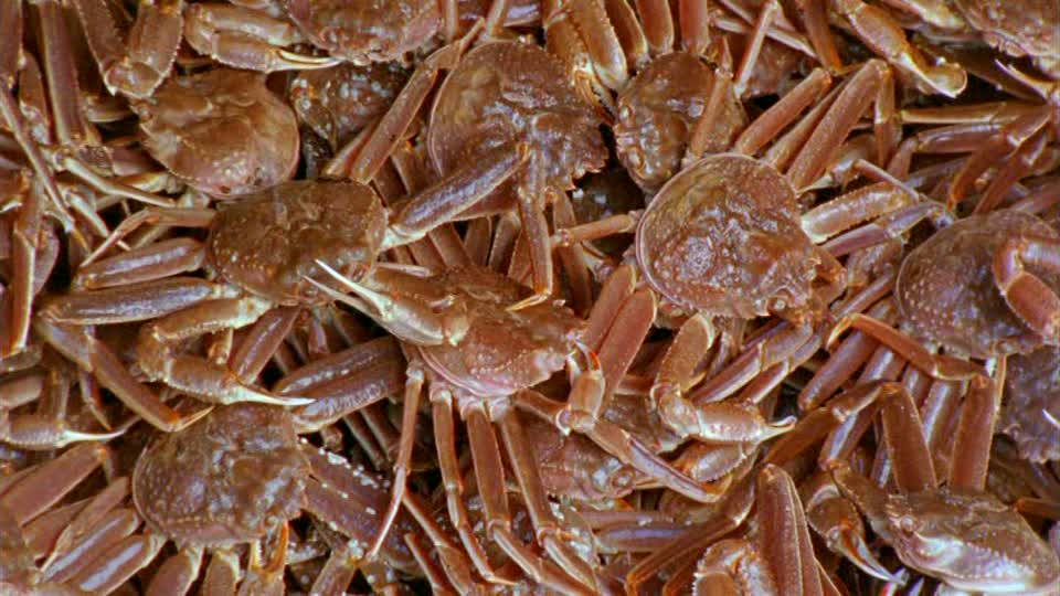 Cangrejo De Mar Fresco *