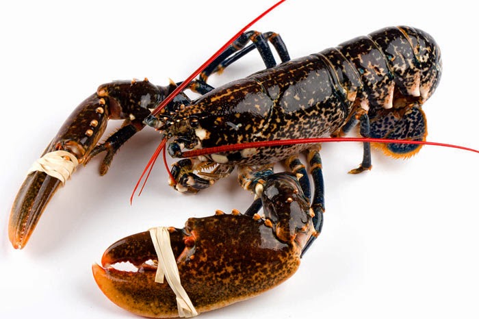 Bogavante Canada 500-550 g/pz 5kg