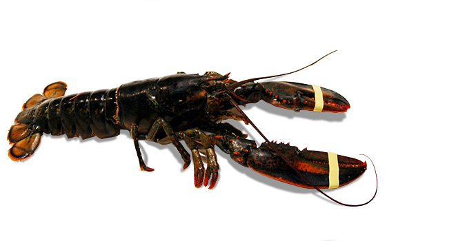 Bogavante Canada 400-500 g/pz