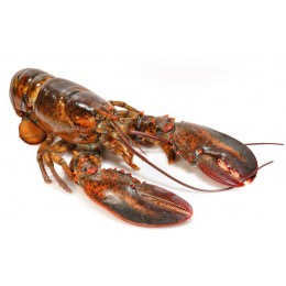 Bogavante Canada 450-550 g/pza 5,5kg[vta/caja]