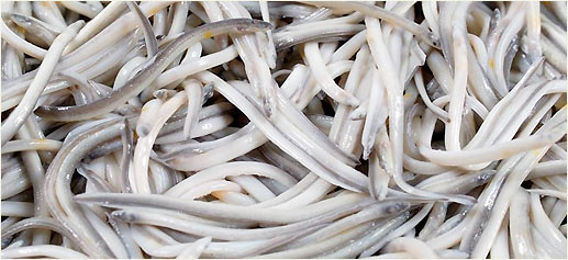  Gula 20ud 2x150g