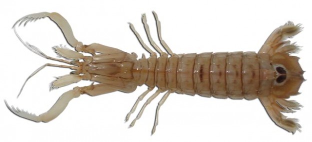 Galera 50-55 pz/kg (P) 2,5kg