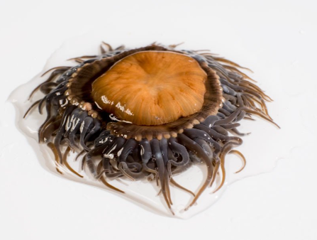 Ortiguillas De Mar 500g Fresco