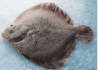 AR757JJ Rodaballo Vivero 600/800 Gr. Fresco *
