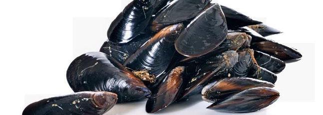 Mejillon Roca Terreno Fangar Saco 5 Kg