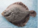 Rodaballo Vivero 400-600 g/pz 
