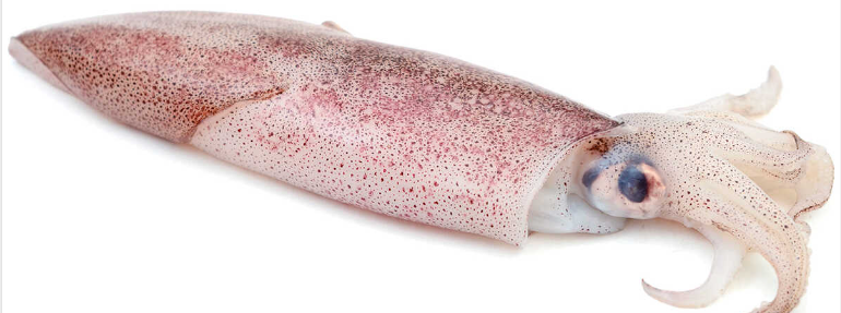 Calamar Patagonico 9-10 cm (4) ±10kg