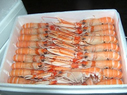 [C3332009] Cigala Escocia 17-25 g/pz (Grillo) (40-60) 4x2kg