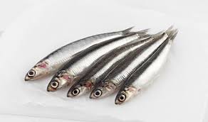[AR708M] Boqueron Fresco (M)