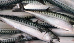 [AR7664] Caballa (Verat)  300/400Gr. Fresco *