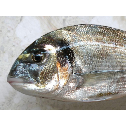 [AR7240] Dorada 1/1,5 Nacional