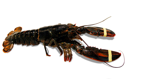 [AR731C] Bogavante Canada 400/500 Kg Fresco *