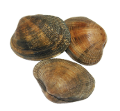 [AR721J] Almeja Japonica G 50Un. C/2Kg