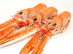 [C3332006] Cigala Escocia 30-50 g/pz (3) 1,350kg 4x1,5kg