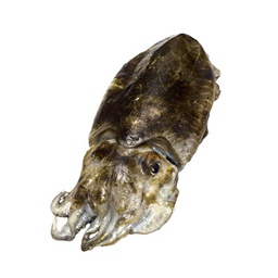 [C3371032] Sepia Abordo Marruecos 150-200 g/pz (P) 4x5kg