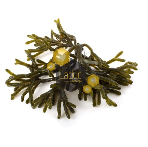 [4877] (E) Alga Percebe 200G [5 Ud/Caja][vta/caja]