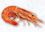 [C3310503] Langostino Abordo Austral 35-50 g/pz (2) (20-30) 6x2kg