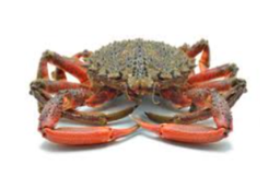 [AR722CE] Centollo 400/700