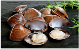 [C3350004] Almeja Marron Fishook 12-16 g/pz (60-80) 7x1kg