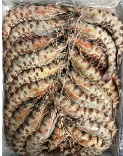 [C3310508] Langostino Abordo Tunez 25-35 g/pz (3) (30-40) 12x1kg